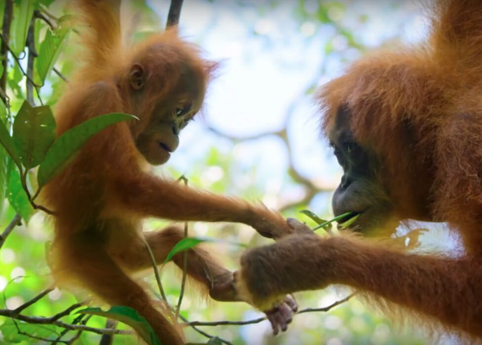 30 best nature documentaries of all time